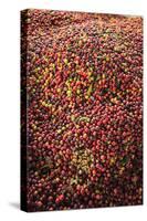 Kona coffee beans, coffee plantation, Big Island, Hawaii, USA-Stuart Westmorland-Stretched Canvas