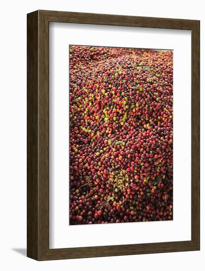 Kona coffee beans, coffee plantation, Big Island, Hawaii, USA-Stuart Westmorland-Framed Photographic Print