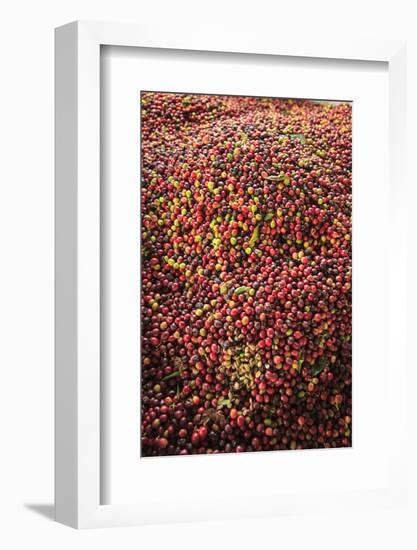 Kona coffee beans, coffee plantation, Big Island, Hawaii, USA-Stuart Westmorland-Framed Photographic Print