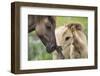 Konik Horse and Young Foal Interacting, Oostvaardersplassen, Netherland, June 2009-Hamblin-Framed Photographic Print