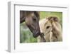 Konik Horse and Young Foal Interacting, Oostvaardersplassen, Netherland, June 2009-Hamblin-Framed Photographic Print