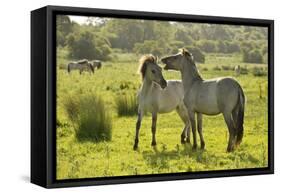 Konik Horse (Equus Caballus) Pair Interacting, Wild Herd in Rewilding Project, Wicken Fen, UK-Terry Whittaker-Framed Stretched Canvas