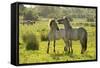 Konik Horse (Equus Caballus) Pair Interacting, Wild Herd in Rewilding Project, Wicken Fen, UK-Terry Whittaker-Framed Stretched Canvas