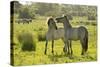 Konik Horse (Equus Caballus) Pair Interacting, Wild Herd in Rewilding Project, Wicken Fen, UK-Terry Whittaker-Stretched Canvas