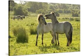 Konik Horse (Equus Caballus) Pair Interacting, Wild Herd in Rewilding Project, Wicken Fen, UK-Terry Whittaker-Stretched Canvas