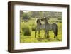 Konik Horse (Equus Caballus) Pair Interacting, Wild Herd in Rewilding Project, Wicken Fen, UK-Terry Whittaker-Framed Premium Photographic Print