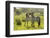 Konik Horse (Equus Caballus) Pair Interacting, Wild Herd in Rewilding Project, Wicken Fen, UK-Terry Whittaker-Framed Premium Photographic Print