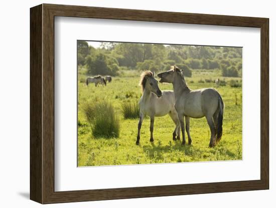 Konik Horse (Equus Caballus) Pair Interacting, Wild Herd in Rewilding Project, Wicken Fen, UK-Terry Whittaker-Framed Photographic Print