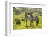 Konik Horse (Equus Caballus) Pair Interacting, Wild Herd in Rewilding Project, Wicken Fen, UK-Terry Whittaker-Framed Photographic Print