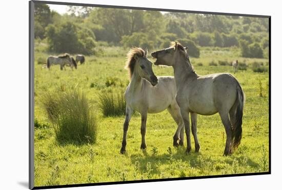 Konik Horse (Equus Caballus) Pair Interacting, Wild Herd in Rewilding Project, Wicken Fen, UK-Terry Whittaker-Mounted Photographic Print