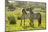 Konik Horse (Equus Caballus) Pair Interacting, Wild Herd in Rewilding Project, Wicken Fen, UK-Terry Whittaker-Mounted Photographic Print