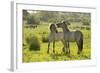 Konik Horse (Equus Caballus) Pair Interacting, Wild Herd in Rewilding Project, Wicken Fen, UK-Terry Whittaker-Framed Photographic Print