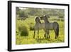 Konik Horse (Equus Caballus) Pair Interacting, Wild Herd in Rewilding Project, Wicken Fen, UK-Terry Whittaker-Framed Photographic Print