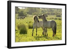 Konik Horse (Equus Caballus) Pair Interacting, Wild Herd in Rewilding Project, Wicken Fen, UK-Terry Whittaker-Framed Photographic Print