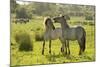 Konik Horse (Equus Caballus) Pair Interacting, Wild Herd in Rewilding Project, Wicken Fen, UK-Terry Whittaker-Mounted Photographic Print