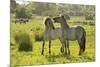 Konik Horse (Equus Caballus) Pair Interacting, Wild Herd in Rewilding Project, Wicken Fen, UK-Terry Whittaker-Mounted Photographic Print