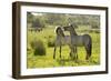 Konik Horse (Equus Caballus) Pair Interacting, Wild Herd in Rewilding Project, Wicken Fen, UK-Terry Whittaker-Framed Photographic Print