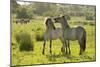 Konik Horse (Equus Caballus) Pair Interacting, Wild Herd in Rewilding Project, Wicken Fen, UK-Terry Whittaker-Mounted Photographic Print