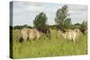 Konik Horse (Equus Caballus) Stallion and Juvenile on Wicken Fen, Cambridgeshire, UK, June 2011-Terry Whittaker-Stretched Canvas