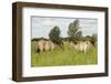 Konik Horse (Equus Caballus) Stallion and Juvenile on Wicken Fen, Cambridgeshire, UK, June 2011-Terry Whittaker-Framed Photographic Print