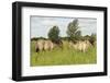 Konik Horse (Equus Caballus) Stallion and Juvenile on Wicken Fen, Cambridgeshire, UK, June 2011-Terry Whittaker-Framed Photographic Print