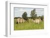 Konik Horse (Equus Caballus) Stallion and Juvenile on Wicken Fen, Cambridgeshire, UK, June 2011-Terry Whittaker-Framed Photographic Print