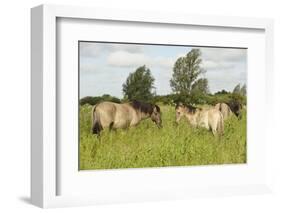 Konik Horse (Equus Caballus) Stallion and Juvenile on Wicken Fen, Cambridgeshire, UK, June 2011-Terry Whittaker-Framed Photographic Print