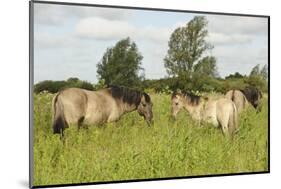 Konik Horse (Equus Caballus) Stallion and Juvenile on Wicken Fen, Cambridgeshire, UK, June 2011-Terry Whittaker-Mounted Photographic Print