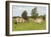 Konik Horse (Equus Caballus) Stallion and Juvenile on Wicken Fen, Cambridgeshire, UK, June 2011-Terry Whittaker-Framed Photographic Print