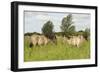 Konik Horse (Equus Caballus) Stallion and Juvenile on Wicken Fen, Cambridgeshire, UK, June 2011-Terry Whittaker-Framed Photographic Print