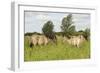 Konik Horse (Equus Caballus) Stallion and Juvenile on Wicken Fen, Cambridgeshire, UK, June 2011-Terry Whittaker-Framed Photographic Print