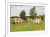 Konik Horse (Equus Caballus) Stallion and Juvenile on Wicken Fen, Cambridgeshire, UK, June 2011-Terry Whittaker-Framed Photographic Print