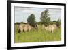 Konik Horse (Equus Caballus) Stallion and Juvenile on Wicken Fen, Cambridgeshire, UK, June 2011-Terry Whittaker-Framed Photographic Print