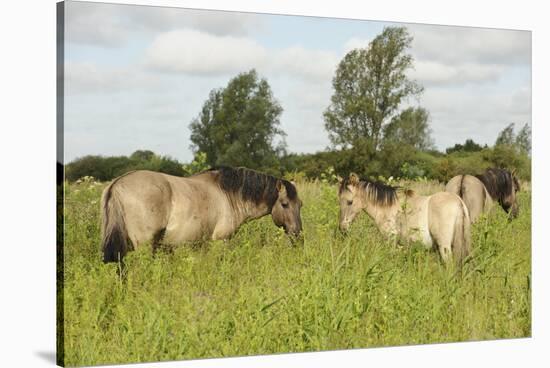 Konik Horse (Equus Caballus) Stallion and Juvenile on Wicken Fen, Cambridgeshire, UK, June 2011-Terry Whittaker-Stretched Canvas