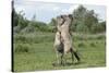 Konik Horse (Equus Caballus) Two Stallions Fighting, Wicken Fen, Cambridgeshire, UK, June-Terry Whittaker-Stretched Canvas