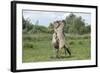 Konik Horse (Equus Caballus) Two Stallions Fighting, Wicken Fen, Cambridgeshire, UK, June-Terry Whittaker-Framed Photographic Print