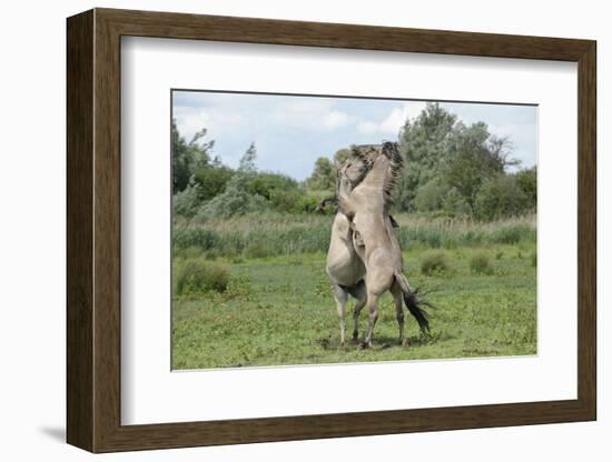 Konik Horse (Equus Caballus) Two Stallions Fighting, Wicken Fen, Cambridgeshire, UK, June-Terry Whittaker-Framed Photographic Print