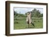 Konik Horse (Equus Caballus) Two Stallions Fighting, Wicken Fen, Cambridgeshire, UK, June-Terry Whittaker-Framed Photographic Print