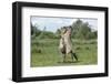 Konik Horse (Equus Caballus) Two Stallions Fighting, Wicken Fen, Cambridgeshire, UK, June-Terry Whittaker-Framed Photographic Print