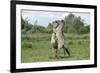 Konik Horse (Equus Caballus) Two Stallions Fighting, Wicken Fen, Cambridgeshire, UK, June-Terry Whittaker-Framed Photographic Print