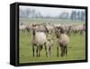 Konik Horse Family, Oostvaardersplassen, Netherlands, June 2009-Hamblin-Framed Stretched Canvas