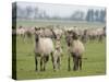 Konik Horse Family, Oostvaardersplassen, Netherlands, June 2009-Hamblin-Stretched Canvas