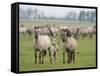 Konik Horse Family, Oostvaardersplassen, Netherlands, June 2009-Hamblin-Framed Stretched Canvas