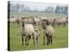 Konik Horse Family, Oostvaardersplassen, Netherlands, June 2009-Hamblin-Stretched Canvas