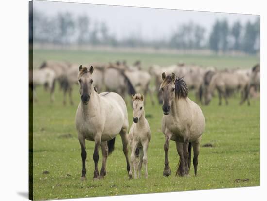 Konik Horse Family, Oostvaardersplassen, Netherlands, June 2009-Hamblin-Stretched Canvas