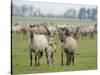 Konik Horse Family, Oostvaardersplassen, Netherlands, June 2009-Hamblin-Stretched Canvas