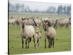 Konik Horse Family, Oostvaardersplassen, Netherlands, June 2009-Hamblin-Stretched Canvas