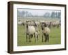 Konik Horse Family, Oostvaardersplassen, Netherlands, June 2009-Hamblin-Framed Premium Photographic Print