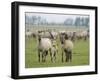 Konik Horse Family, Oostvaardersplassen, Netherlands, June 2009-Hamblin-Framed Premium Photographic Print