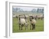 Konik Horse Family, Oostvaardersplassen, Netherlands, June 2009-Hamblin-Framed Premium Photographic Print